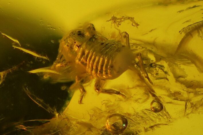 Two Fossil Aphids and a Gymnosperm Leaf in Baltic Amber #150728